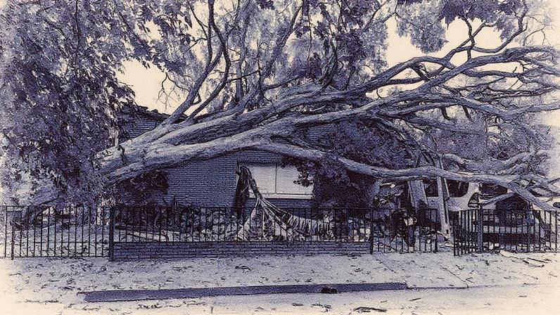 Árvore derrubada pelo vendaval no bairro do Sumaré, em São Paulo (Foto: Reprodução)