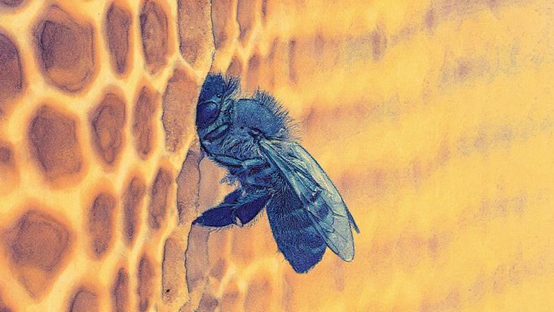 Colmeias alimentadas com nova ração apresentam crescimento e reprodução semelhantes às que vivem em floresta preservada (Foto: Reprodução)