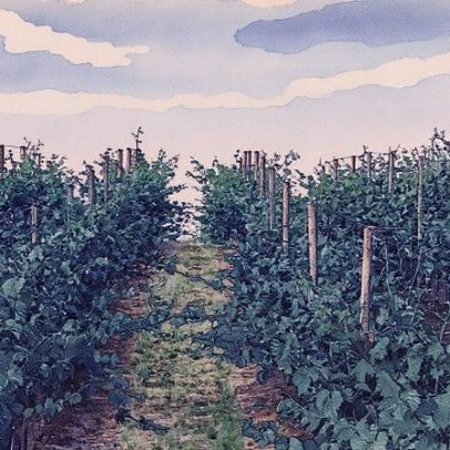 Viticultura se adapta às mudanças climáticas no norte da Alemanha