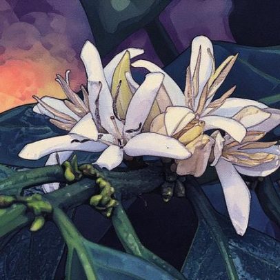 Primavera altera a produção de café e impacta os preços no mercado brasileiro