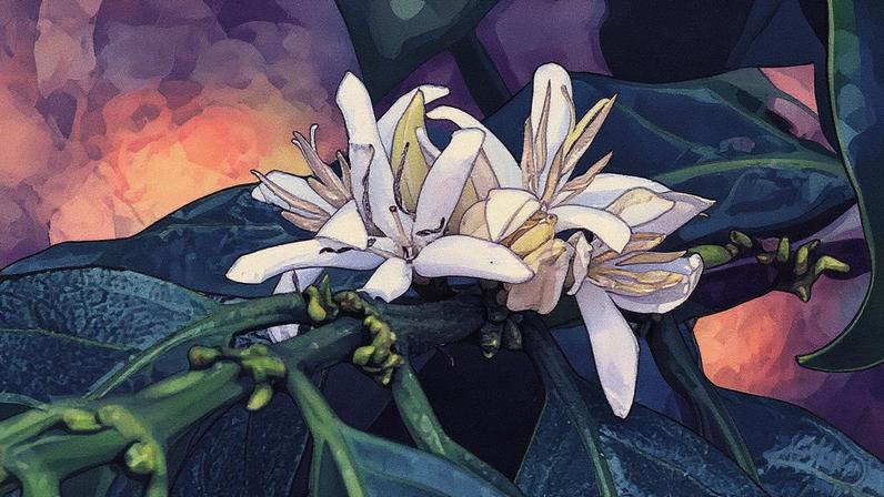 Flor de café em uma fazenda no Espírito Santo (Foto: Reprodução)