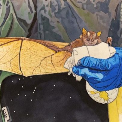 Aumentam em 80% os chamados para captura de morcegos em residências no Rio