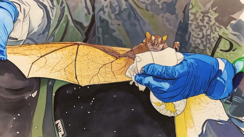 Número de pedidos para recolhimento de morcegos no 1746 subiu 80% este ano no Rio (Foto: Reprodução)