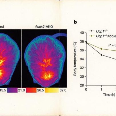 Células de gordura geram calor de forma surpreendente e inesperada