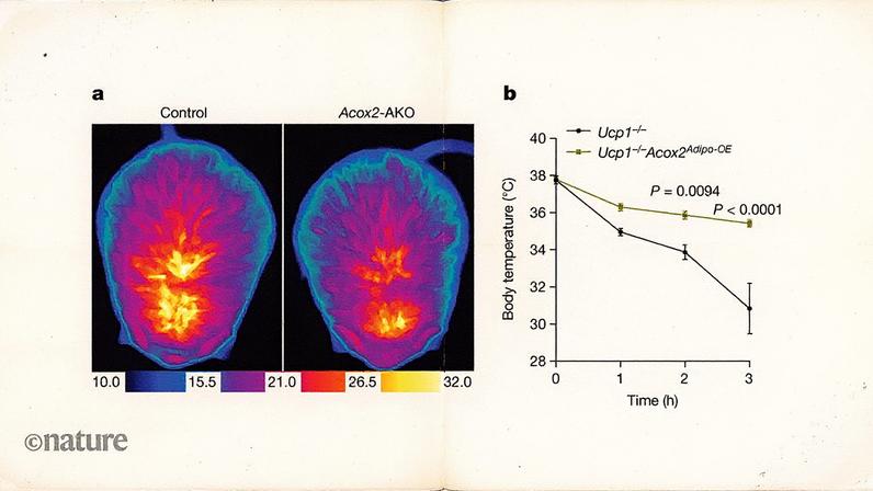 Imagem térmica mostrando a diferença na produção de calor entre camundongos controle e camundongos geneticamente modificados para não expressar a enzima ACOX2 no tecido adiposo após 6 horas de exposição ao frio (Foto: Reprodução)