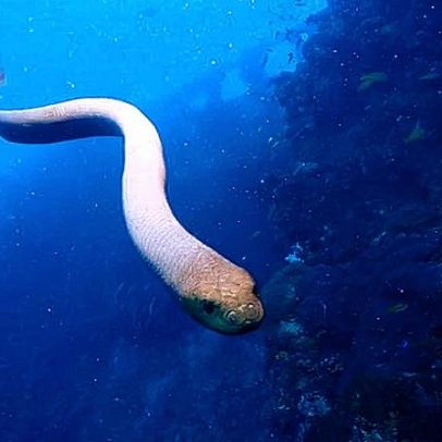 Microalgas podem neutralizar venenos de cobras e salvar vidas em todo o mundo
