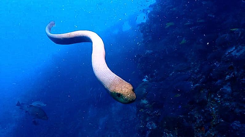 Cobras venenosas podem atacar banhistas (Foto: Reprodução)