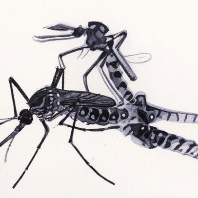 Mosquito da dengue se torna praga global por causa do tráfico de escravizados