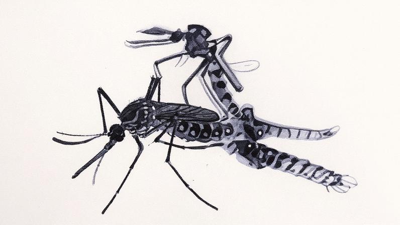 Mosquitos da espécie 'Aedes aegypti' (Foto: Reprodução)