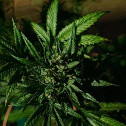 CNJ desiste de discutir liberação de adolescentes por porte de maconha