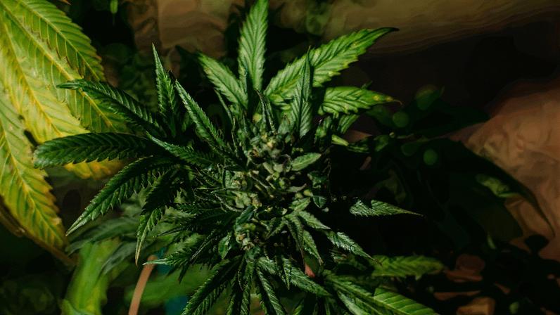 Resolução do conselho da Justiça sobre porte de maconha libera adolescentes de infração administrativa (Foto: Reprodução)