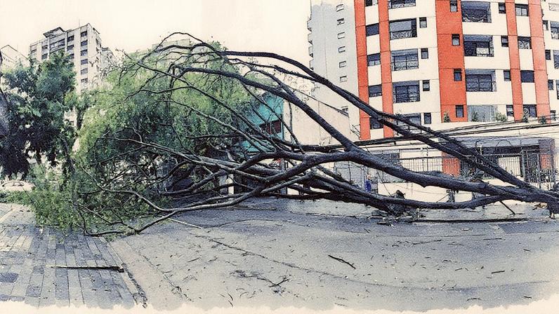 Árvore caída em Higienópolis após chuva (Foto: Reprodução)