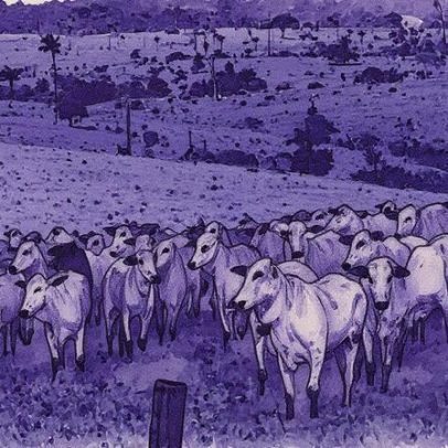 Brasil tem mais bovinos do que habitantes e produção de ovos supera 300 por pessoa