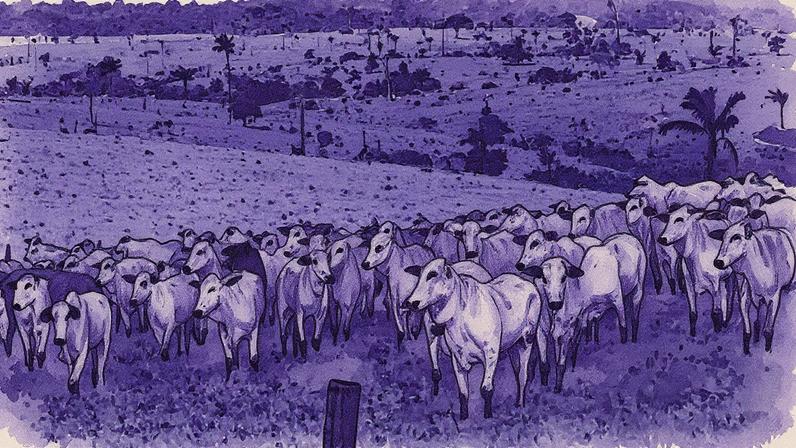 Gado pastando no município de Assis, na Amazônia (Foto: Reprodução)