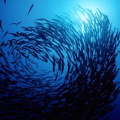 Fenômeno que devastou 4 milhões de animais no Pacífico pode voltar mais forte