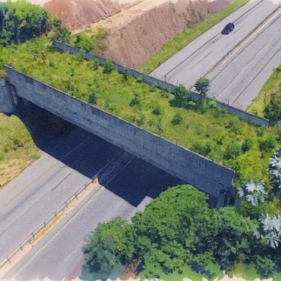 Manifesto de 60 ONGs pede aprovação de lei para passagens de fauna em rodovias