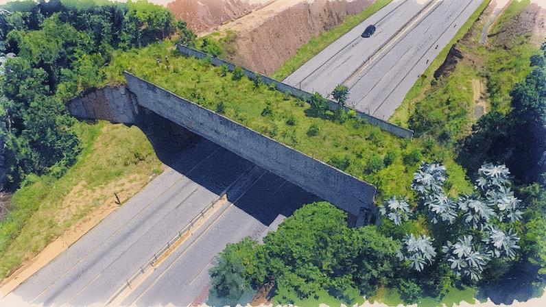Passagem de fauna em área de rodovia (Foto: Reprodução)