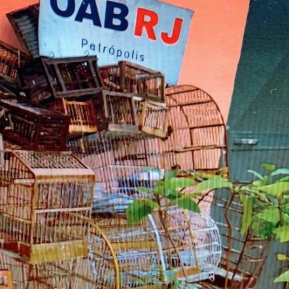 OAB repudia competição de canto de pássaros em gaiolas e defende bem-estar animal