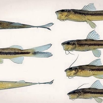 Nova espécie de bagre é descoberta no coração da Amazônia