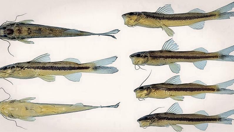 Faixa preta visível ao longo da lateral do I. arceae, sugerindo a possibilidade de uma nova espécie (Foto: Reprodução)