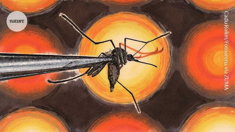 O mosquito Aedes aegypti, vetor de dengue e outros vírus (Foto: Reprodução)