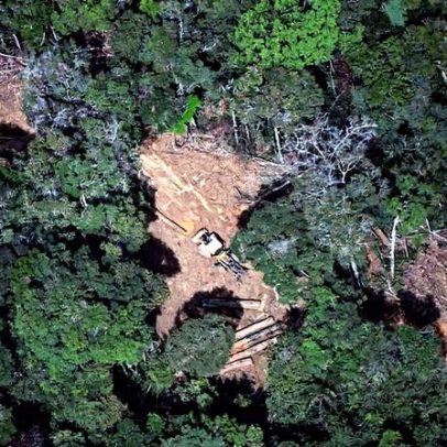 Consórcio Amazônia Legal busca riqueza para povos da floresta na COP30