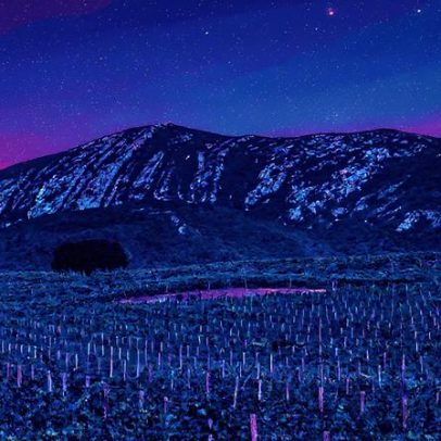 Vinícolas de Setúbal buscam reconhecimento e oportunidades no mercado brasileiro