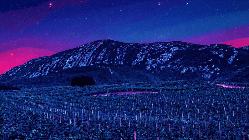 Vinhas da Quinta da Bacalhôa em Setúbal, Portugal (Foto: Reprodução)