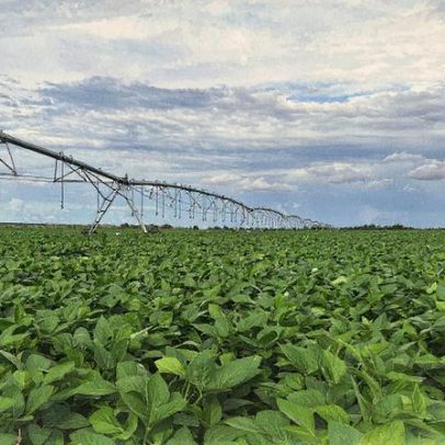 BrasilAgro apresenta projeções iniciais para a safra 25/26 no Brasil