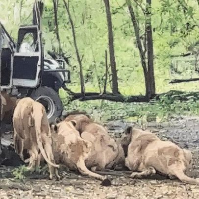 Funcionário de zoológico é atacado e morto por leões na Tailândia diante de turistas