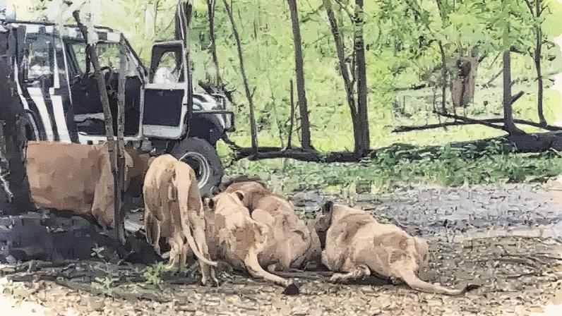 Caso aconteceu no Safari World de Bangkok (Foto: Reprodução)