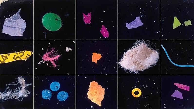Diferentes tipos de microplástico encontrados em peixes e no sedimento marinho da costa brasileira (Foto: Reprodução)