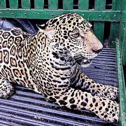 Onça-pintada invade casa e provoca mobilização de autoridades em Porto Velho