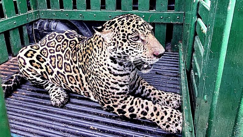 Onça-pintada capturada após operação de dez horas conduzida pelo Ibama (Foto: Reprodução)