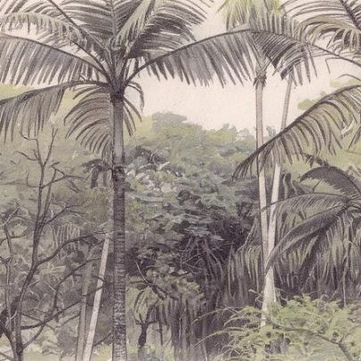 Brasil se torna lar essencial para a preservação da palmeira-furacão