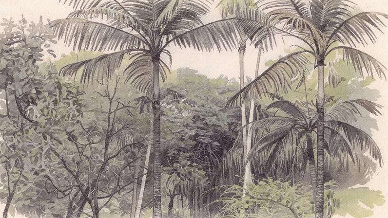 Palmeira-furacão em destaque (Foto: Reprodução)