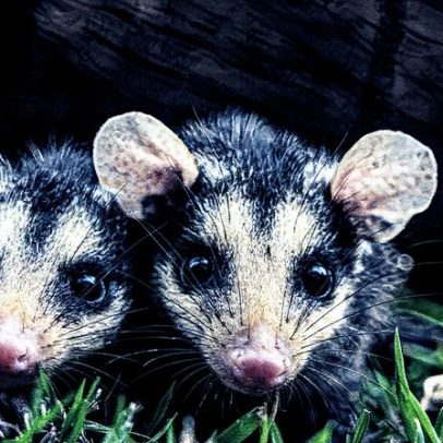 Saruês recolhidos em São Paulo aumentam mais de 100% em sete anos