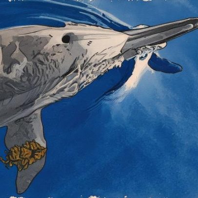 Golfinhos de Fernando de Noronha revelam segredos por meio de comunicação inusitada