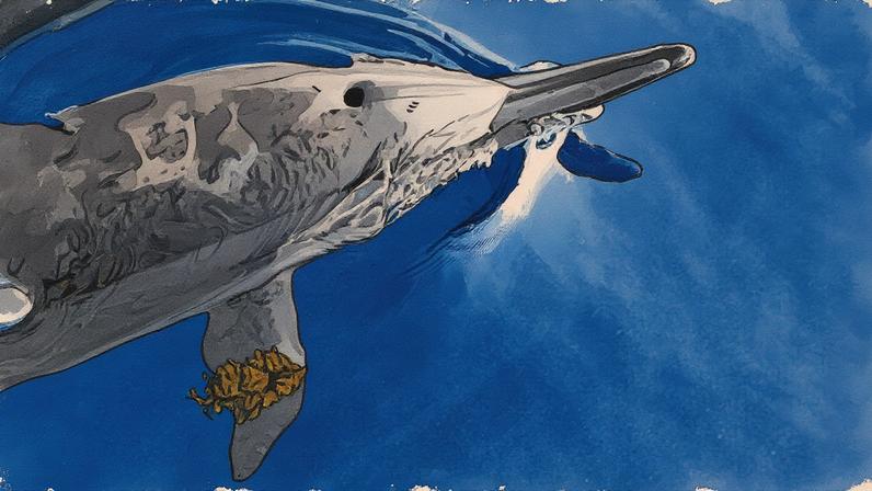 Golfinho-rotador brinca com alga flutuante em Fernando de Noronha (Foto: Reprodução)