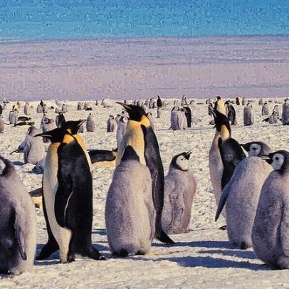 Pinguins revelam lições valiosas sobre a importância da cooperação na natureza