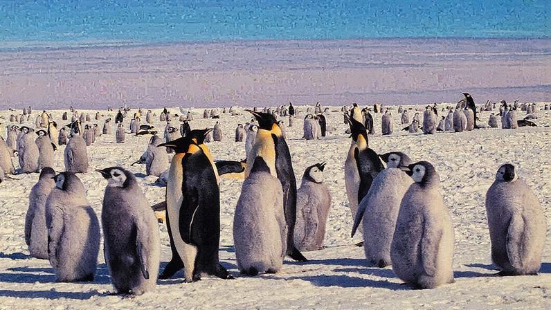 Pinguins-imperadores com filhotes (Foto: Reprodução)