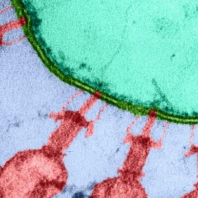 Cientistas criam primeiros vírus projetados por inteligência artificial no mundo