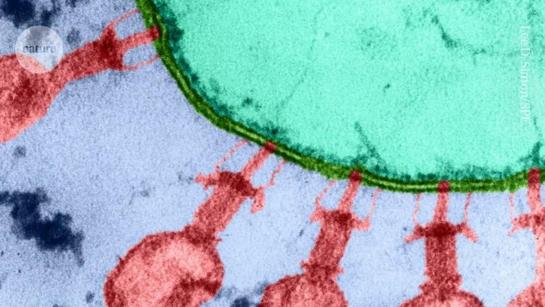 Fagos projetados por IA infectam e eliminam bactérias hospedeiras (Foto: Reprodução)