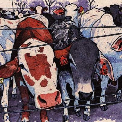 Bovinos superam população brasileira em 12% e destacam pecuária nacional