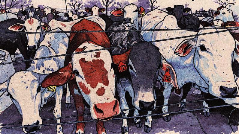 Criação de gado em fazenda em Mococa, São Paulo (Foto: Reprodução)