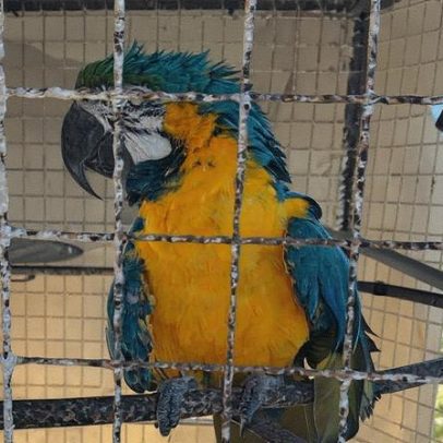 Inea resgata arara-canindé e filhote de guaxinim em operação de proteção animal