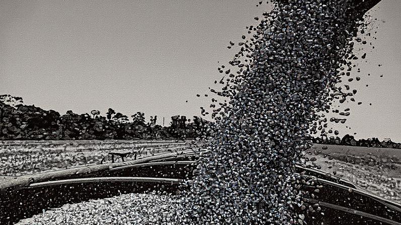 Colheita de milho na fazenda Maria Julia, localizada em Paragominas, no sul do Pará (Foto: Reprodução)