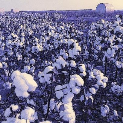 Laboratório em MT realiza testes com rodízio inteligente do solo em espécies agrícolas