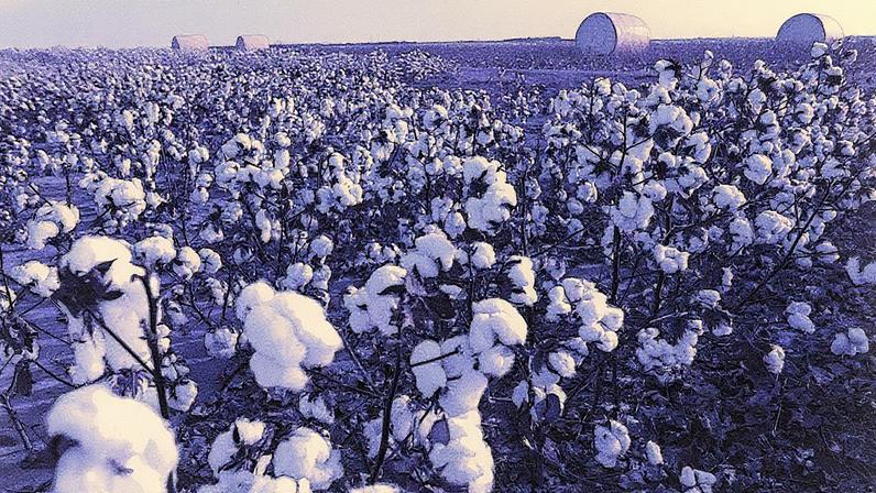 Mato Grosso é o líder na produção de algodão no Brasil, com previsão de colheita de 2,9 milhões de toneladas na safra 2024/25 (Foto: Reprodução)