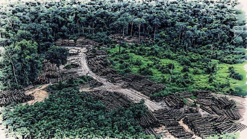 Ferramenta identifica indícios de alteração da cobertura vegetal em áreas de vegetação nativa devido a desmatamento, mineração, queimadas e outras atividades irregulares (Foto: Reprodução)